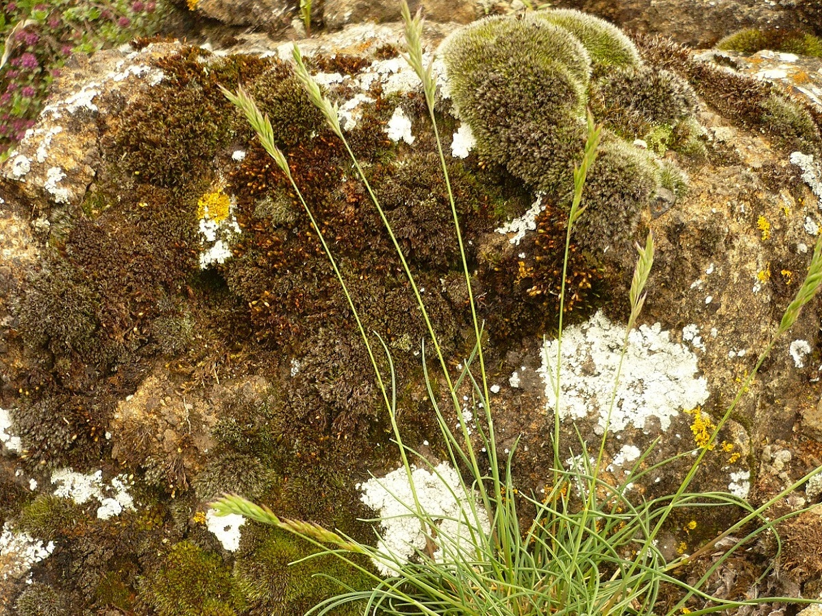 Festuca lemanii (Poaceae)